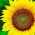 sunflower wallpaper download