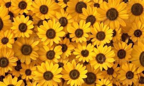 Sunflower Background Yellow