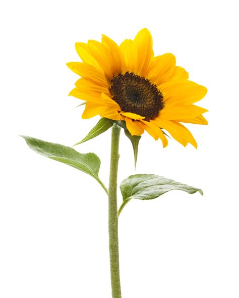 Sunflower Clear Background
