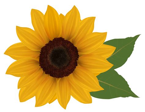 sunflower clipart free printable