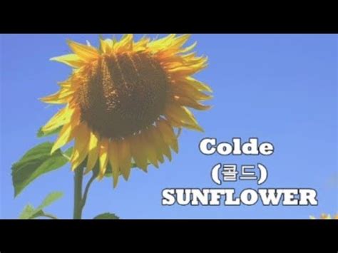 Sunflower Colde Lyrics