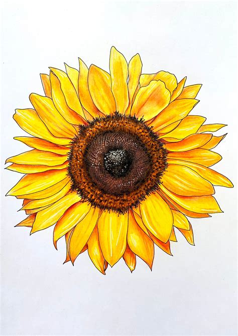 Sunflower Drawing Summer