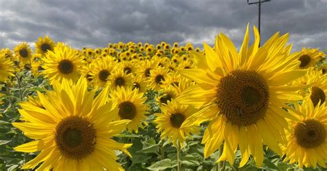Sunflower Field Durham
