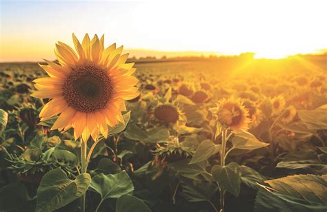 Sunflower Fields Bloom Time