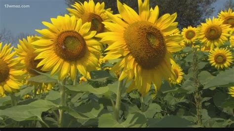 sunflower following the sun