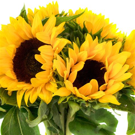 sunflower fresh cut flowers