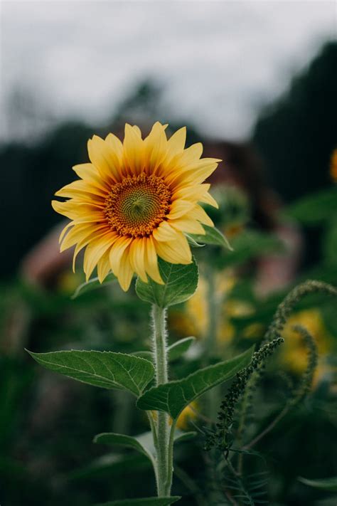 Sunflower Gallery Wallpaper
