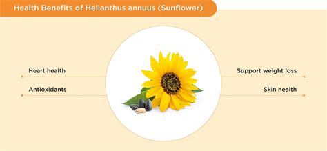 Sunflower Healing Properties