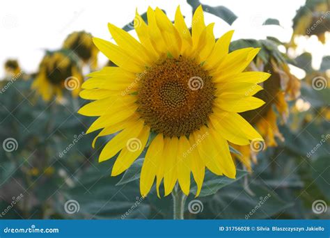 sunflower in spanish