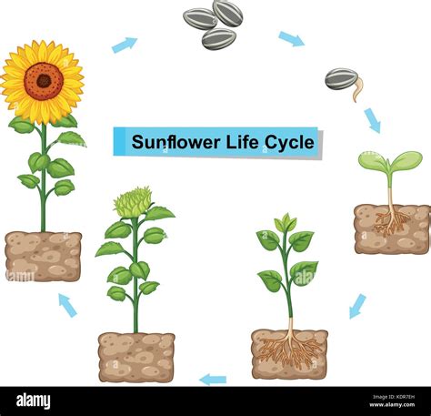 Sunflower Life Cycle Stages Explained