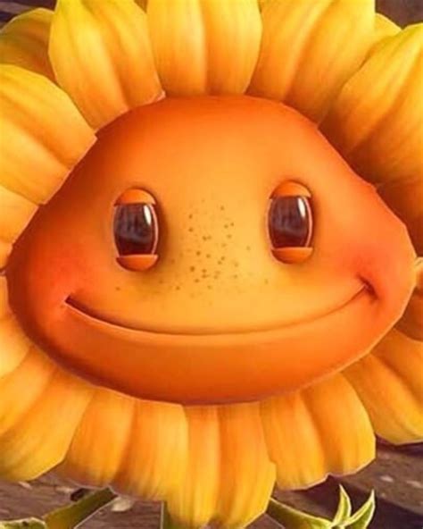 Sunflower Meme