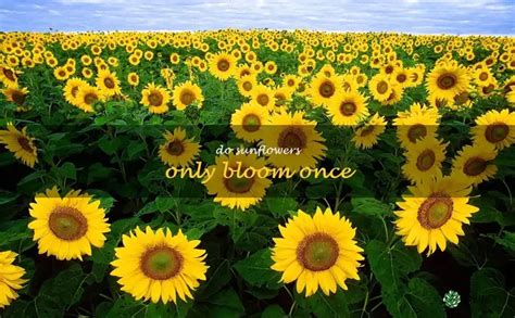 Sunflower Only Bloom Once