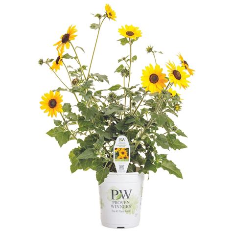 Sunflower Plants Lowes