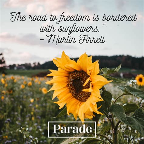 Sunflower Quote Pics
