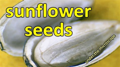 Sunflower Seed Under Microscope