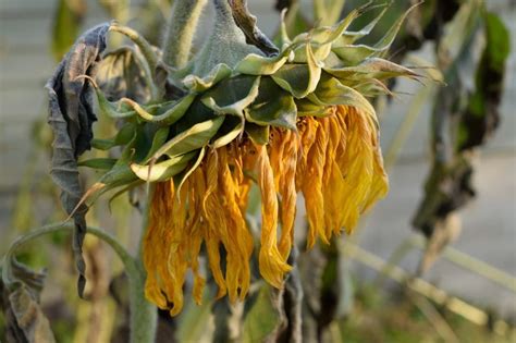 Sunflower Tree Dying