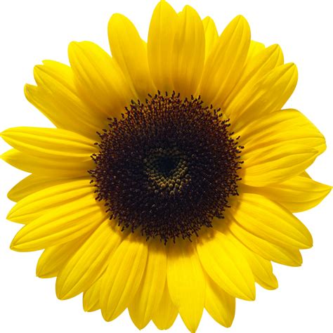 sunflower with no background