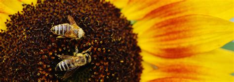 Sunflowers And Bees