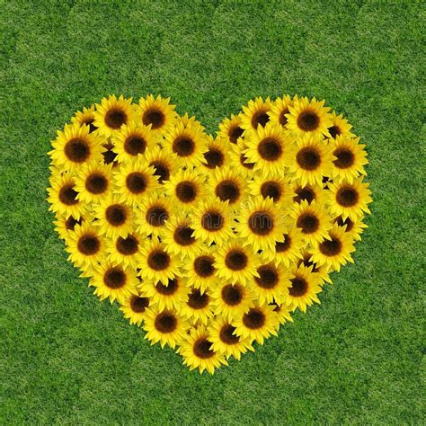 sunflowers and hearts images