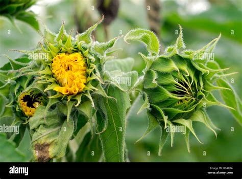 Sunflowers Before Bloom