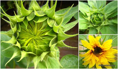 Sunflowers Before They Open