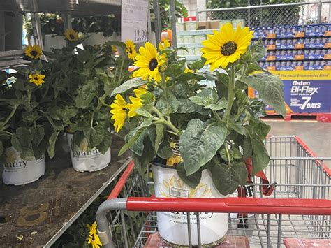 Sunflowers Costco