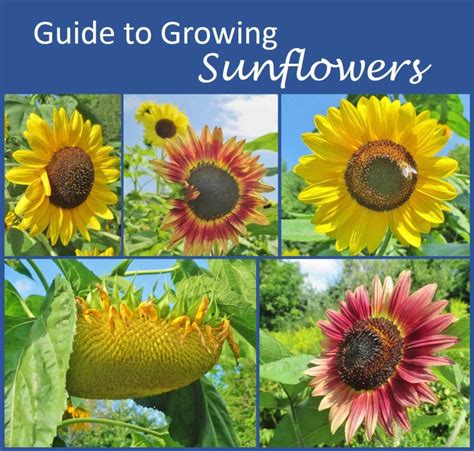 Sunflowers Growing Instructions