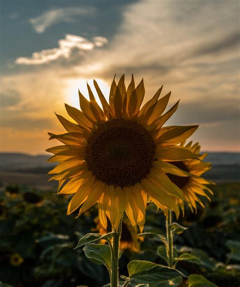 sunflowers in the sunset