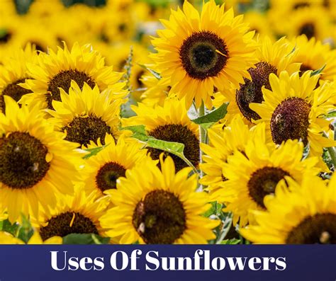 Sunflowers Uses