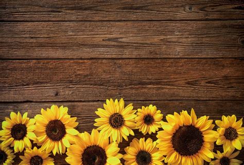 sunflowers with wood background