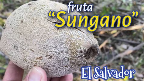 sunganos fruta