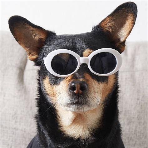 Sunglasses Dog