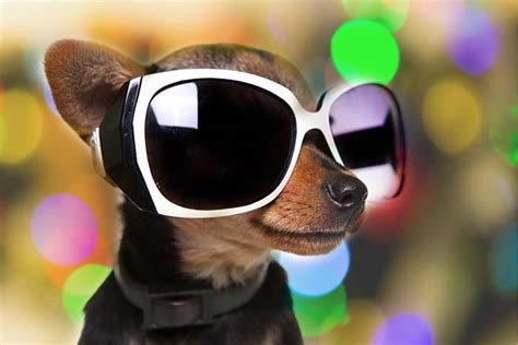 Sunglasses Dogs Tail