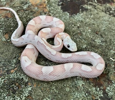 sunkissed motley corn snake