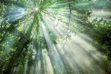 Sunlight through Trees