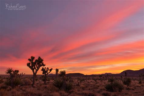 sunset at joshua tree