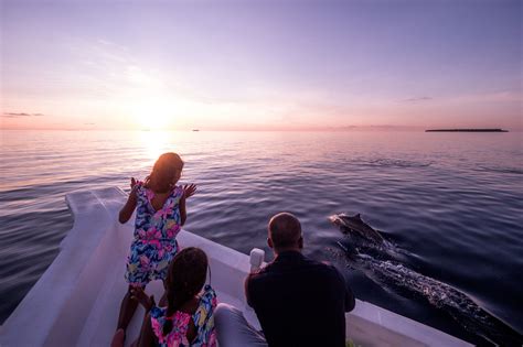 sunset dolphin watching