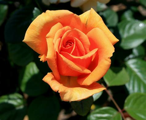 Sunset Rose: Nature’s Hidden Beauty Unveiled
