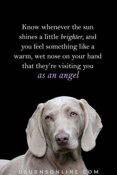 Sunset With Your Dog Quotes