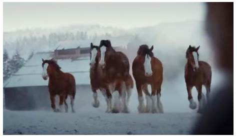 The Budweiser Clydesdale Makes An Emotional Comeback In This Super Bowl