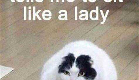 26 best images about Silly Kitty Memes aka Cat Memes on Pinterest