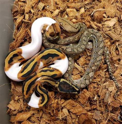 super dwarf reticulated python vs ball python