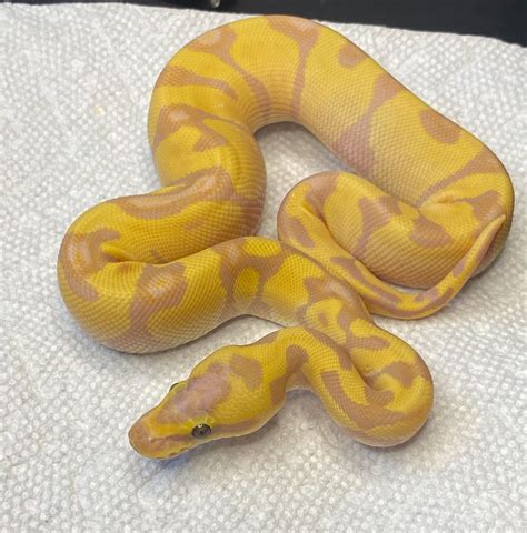 Super Enchi Banana Ball Python