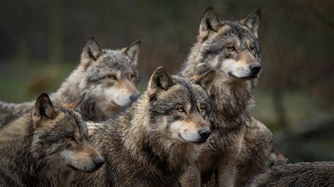 super pack of wolves