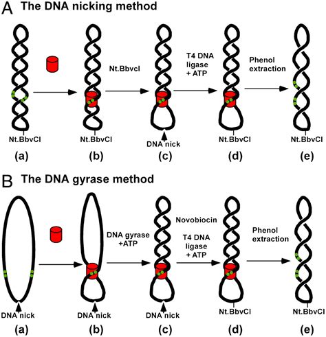 Supercoiled Dna Expression