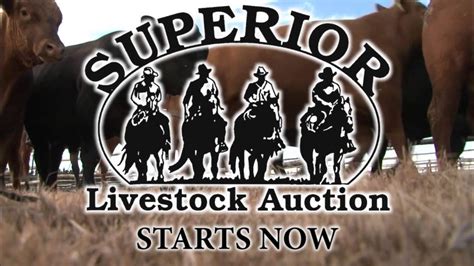 superior productions cattle auction