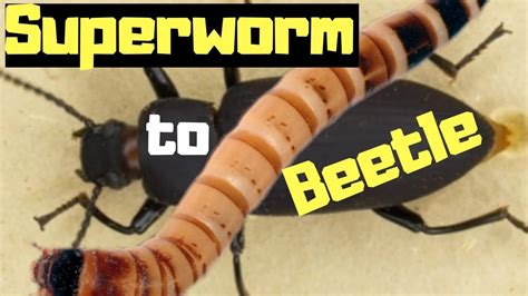 Superworm Into Beetle