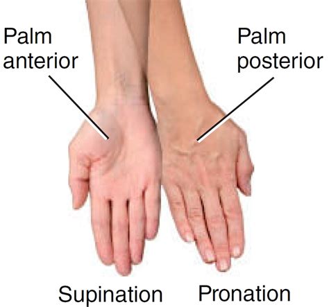 Understanding the Difference: Supination vs Pronation and Its Impact on Your Foot Health