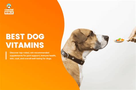 Supplements Every Dog Should Take