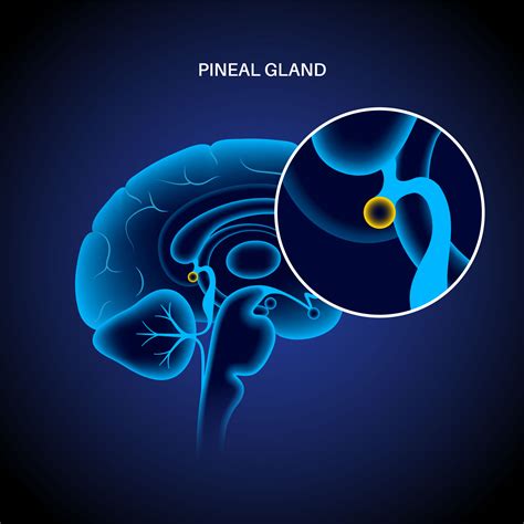 supplements to enhance the pineal gland